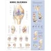 Anatomical Charts -Fit Clinic Shop 081631779 md 1
