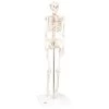 Mini Full Body Skeletal Anatomical Model 2 Mini Full Body Skeletal Anatomical Model -Fit Clinic Shop 081658889 md