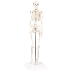 Mini Full Body Skeletal Anatomical Model