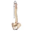 Classic Flexible Spine Model And Stand -Fit Clinic Shop 411593 1