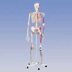 Deluxe Skeleton - Pelvic Mounted