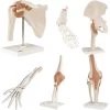 Anatomical Models -Fit Clinic Shop anatomical models