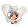 Female Pelvis Models -Fit Clinic Shop h20 3 female pelvis model with ligaments muscles and organs life size 4 part 1